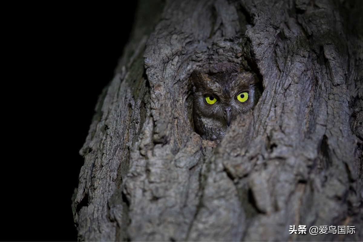 观鸟大年,观鸟作品100幅