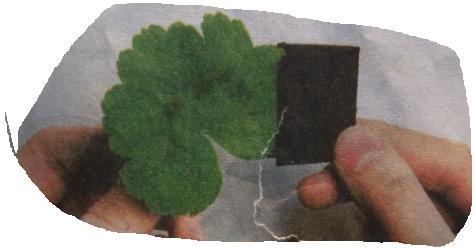 绿叶在光下制造有机物实验示意图,绿叶在光下制造有机物的实验报告