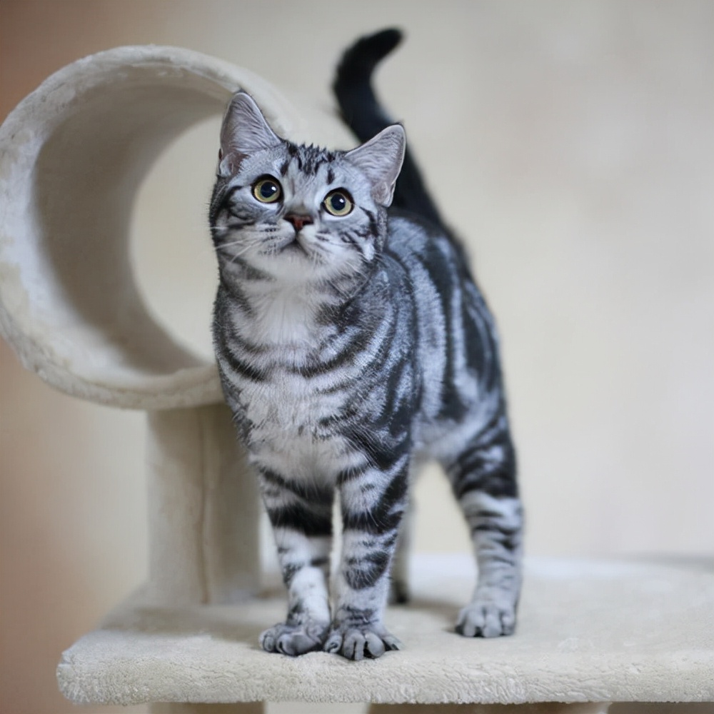 买猫费钱养猫更费钱,买猫到底好不好