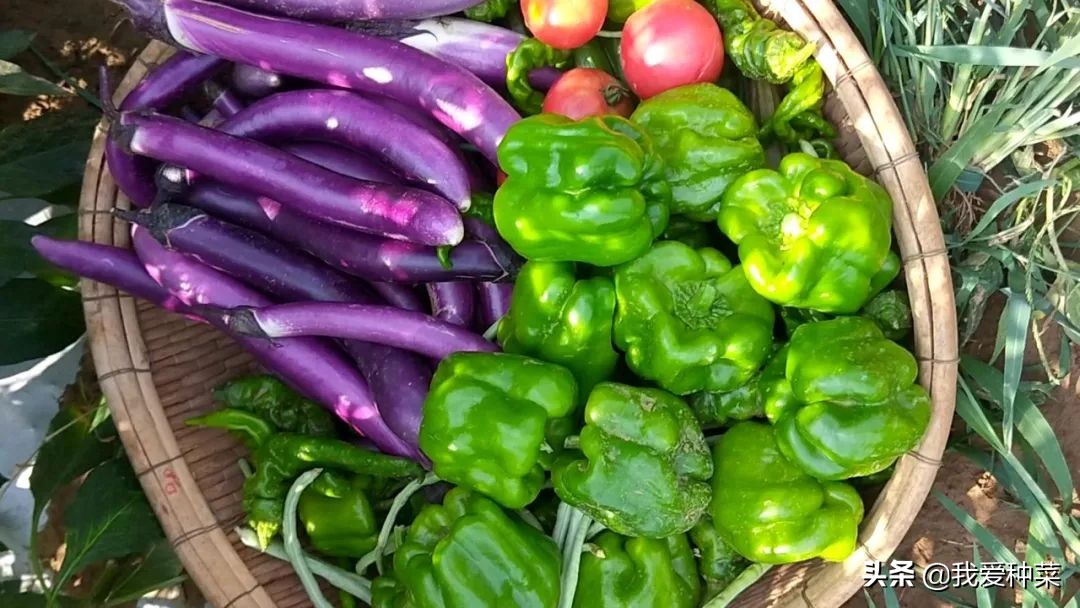 茄子怎么催芽最快最好,茄子苗育苗怎样操作出苗比较快