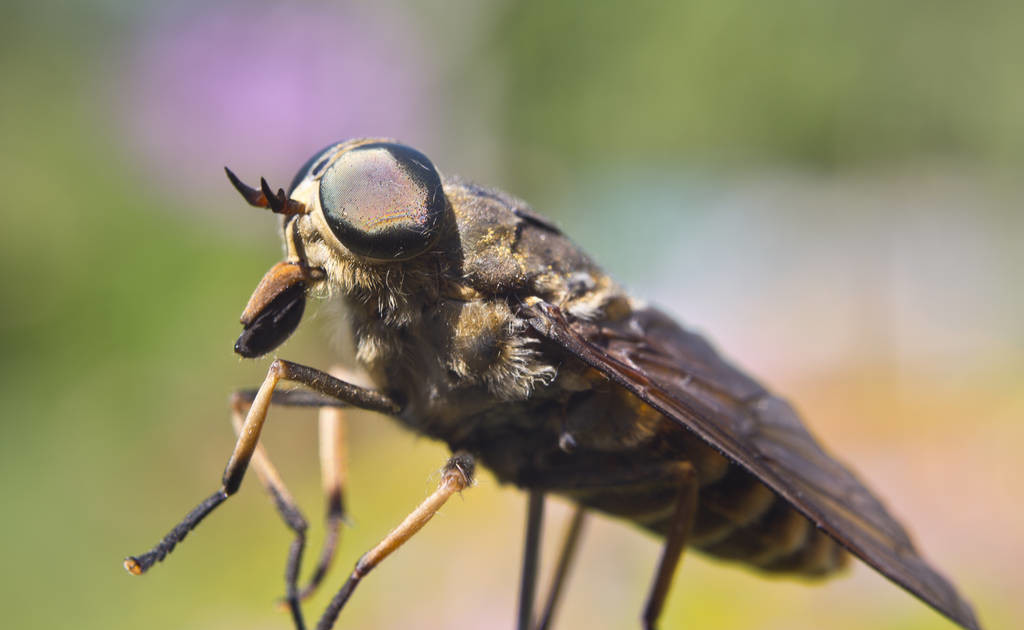 牛虻窝怎样处理,如何除牛虻