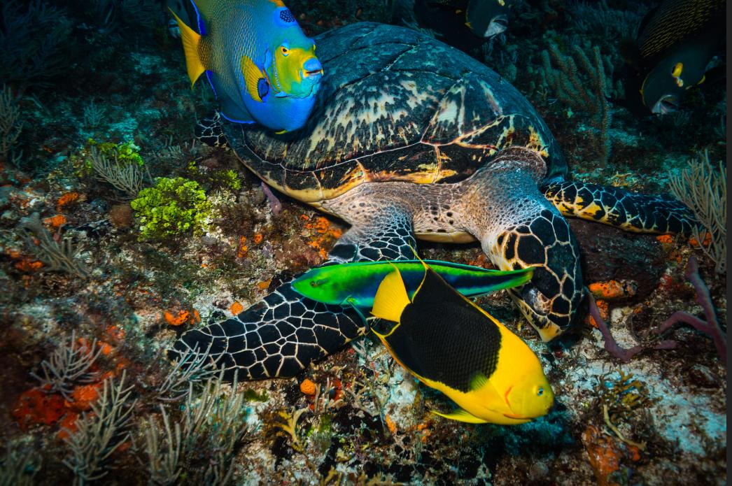 泰国四大潜水梦幻海岛,潜水游玩爱好者普吉岛