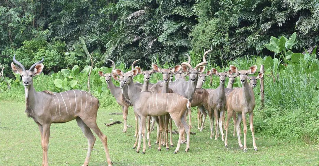 春节广州长隆野生动物世界攻略,广州长隆野生动物世界旅游攻略