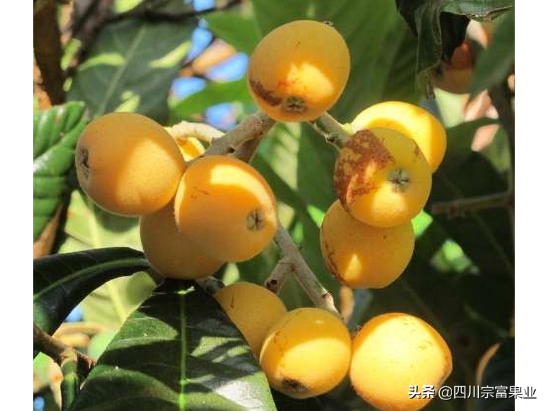 中国各省生产枇杷排行榜,枇杷全国分布