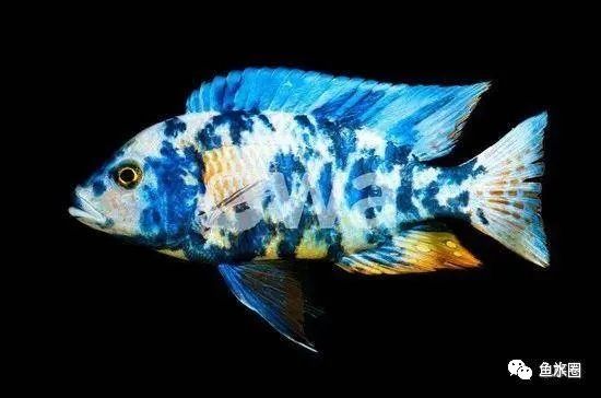 三湖慈鲷马鲷孔雀鱼多久发色,三湖慈鲷鱼之马鲷鱼