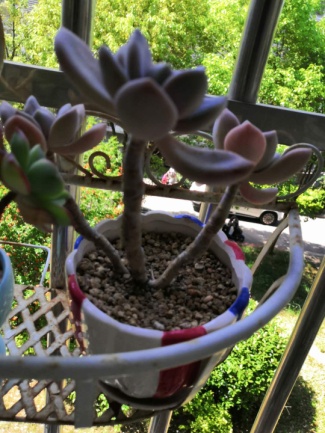 从鼻屎苗到老桩，时光里的蜕变