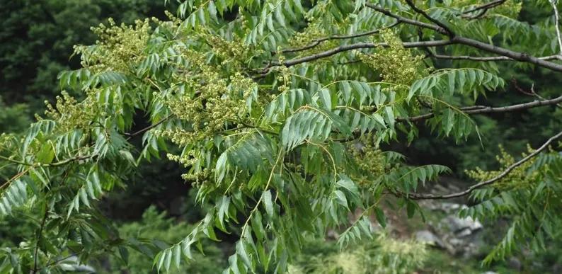 贵州有毒的植物,贵州有毒的野果有哪些