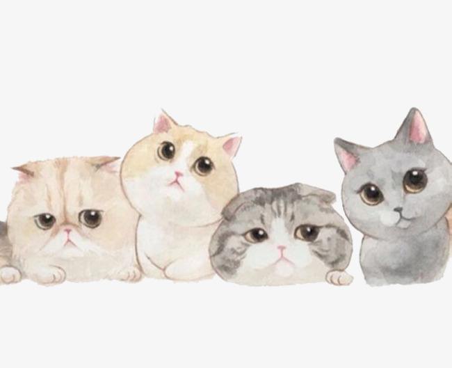 如果你想养一只猫,如果你想养一只小猫你会怎么样