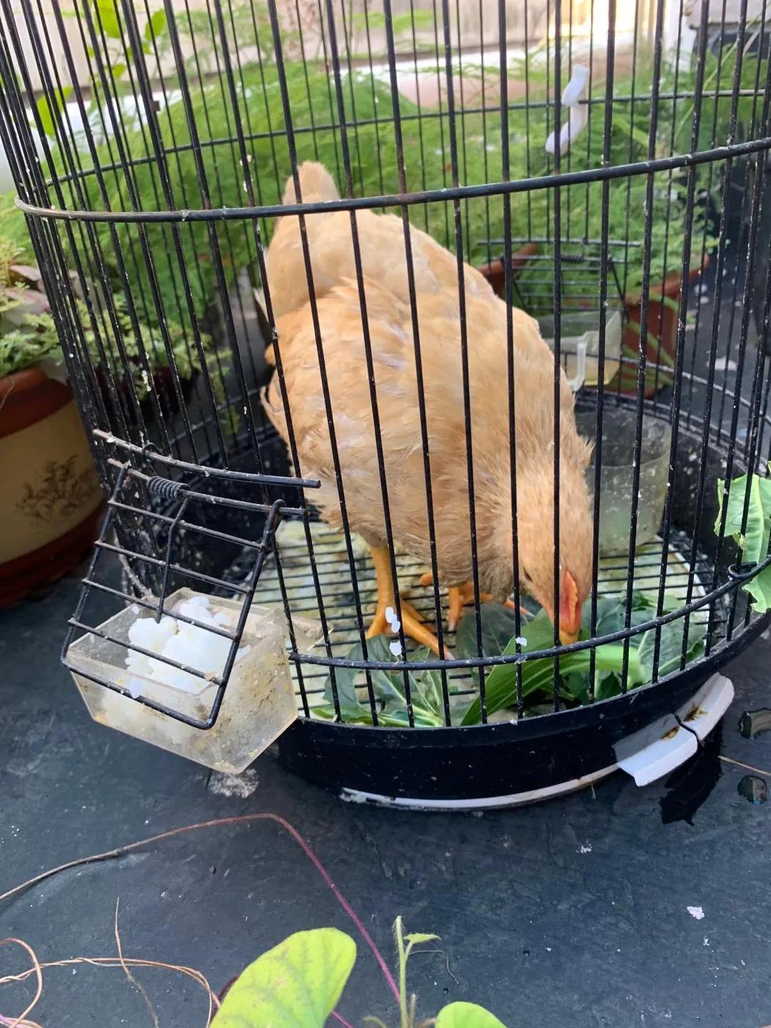 毛蛋出来的小鸡可以养活吗,毛蛋孵化出来的小鸡可以长大吗