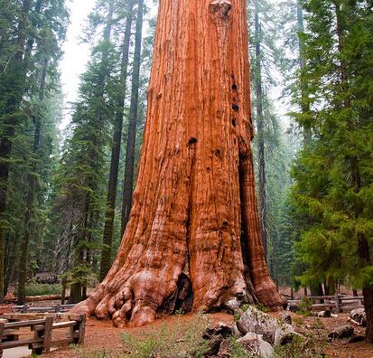世界上10大最奇特的植物,世界上最奇特的植物叫什么名字