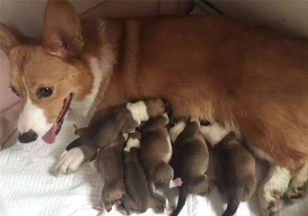 狗狗疑似涨奶是怀孕了吗,狗狗分泌乳汁证明假孕要结束了吗