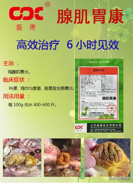 养鸡场鸡中暑了怎么处理,蛋鸡中暑怎么办