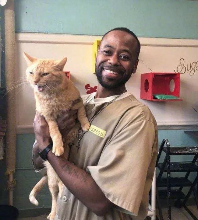 当你开始养猫的时候你就懂了人性,养猫可通人性