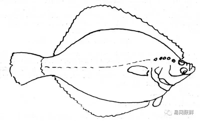 碟中鲽团购,鲽鱼推荐