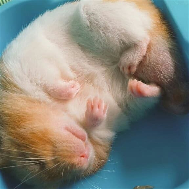 小仓鼠可以只吃胡萝卜不吃鼠粮吗,为什么仓鼠比较喜欢抱着牙签啃