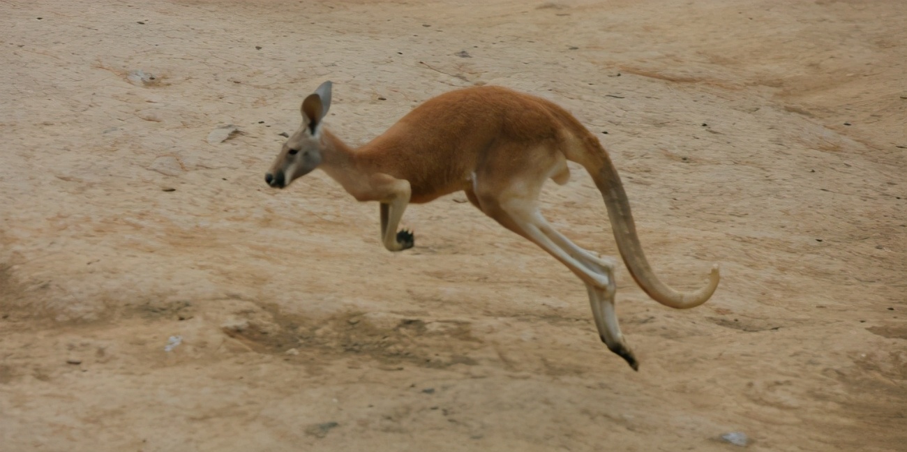 红大袋鼠：多亏了育儿袋，轻松带娃出门，旋转跳跃不停歇！