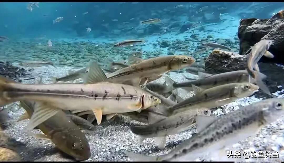 青海湖湟鱼已经进入洄游季,青海湟鱼资源