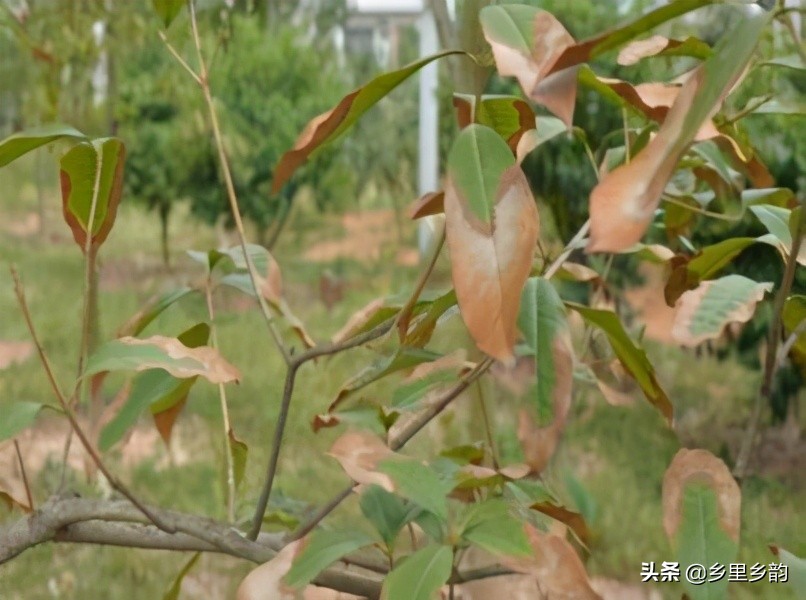 南方的桂花在北方能成活吗,南方的桂花树