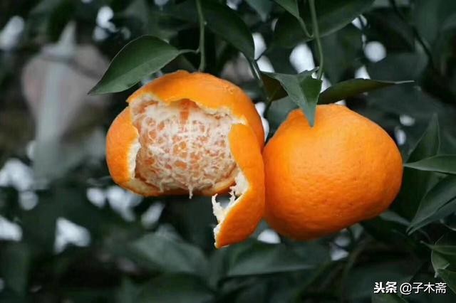 最近蒲江农产品信息,蒲江农产品信息发布