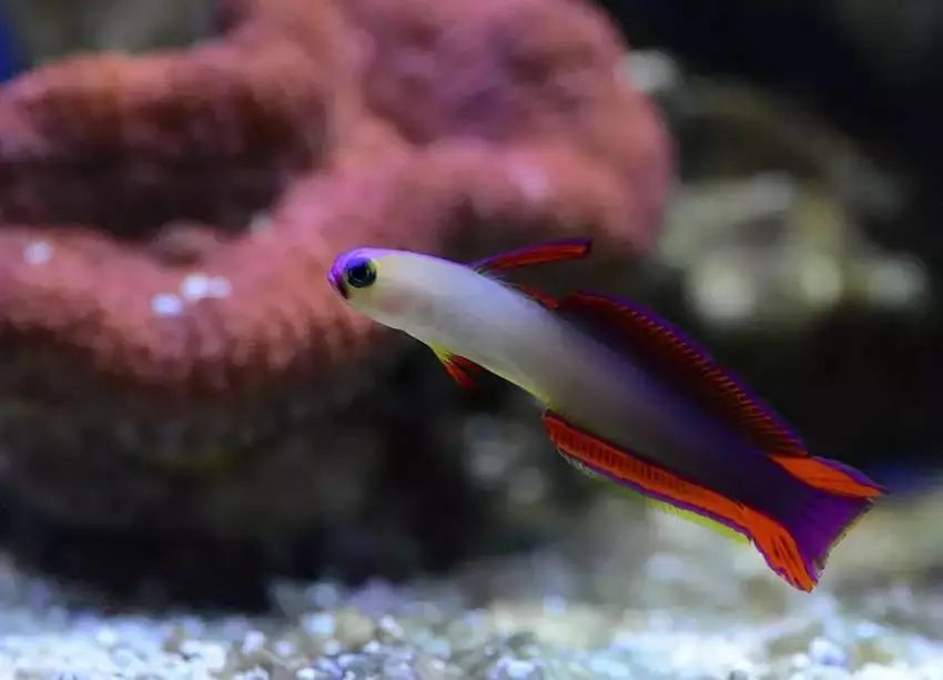 啥样的鱼皮实好养活,海水鱼皮实么