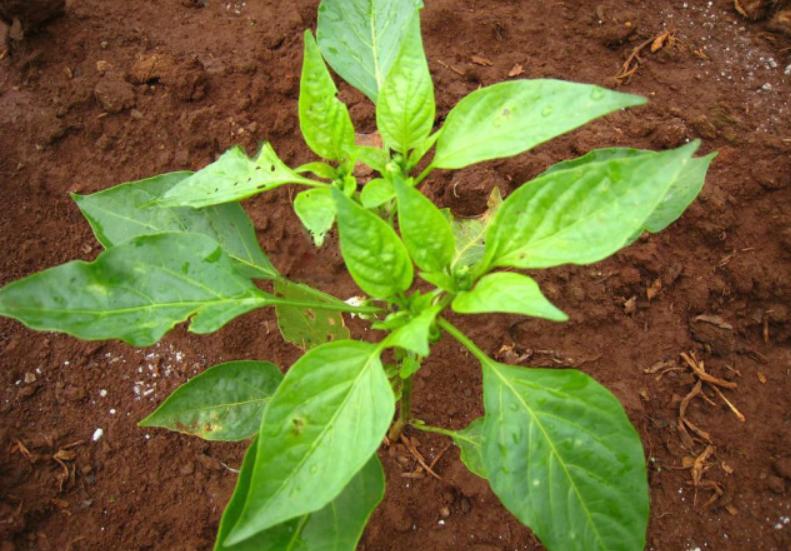 辣椒苗黄叶卷叶生长不旺盛怎样治,辣椒苗叶向下卷叶后干枯怎么回事