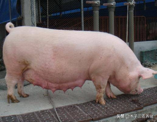 母猪子宫炎屡配不孕怎么治,母猪屡配不孕的原因