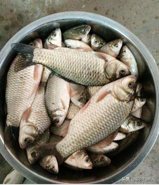 钓鱼的技巧之野钓视频,冬季钓鱼视频野钓看漂技巧