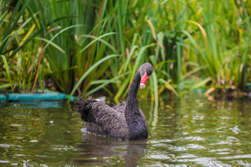 成都大熊猫去哪看,成都看大熊猫到哪里去看