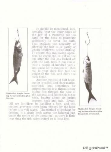 欧鲤钓适合中国吗,欧鲤钓入门