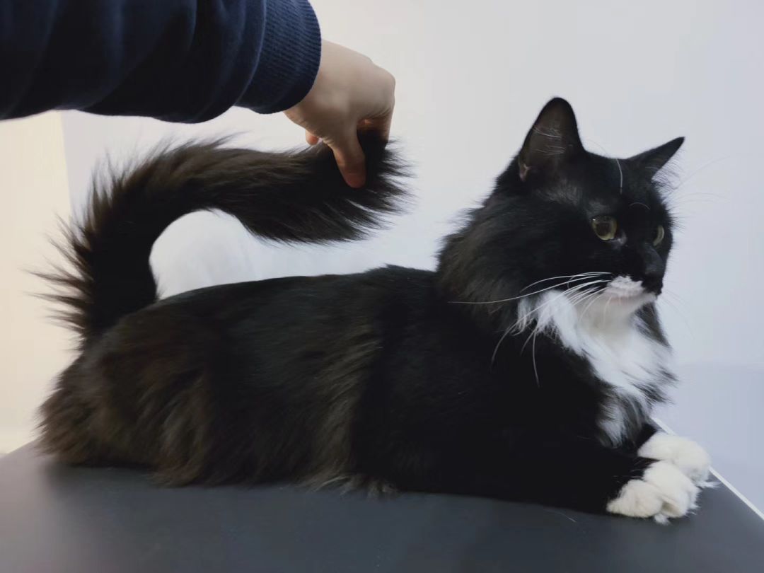 央视多档直播传出猫叫,央视猫叫上热搜