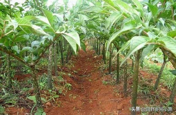 魔芋高产种植技术,怎样种植魔芋高产