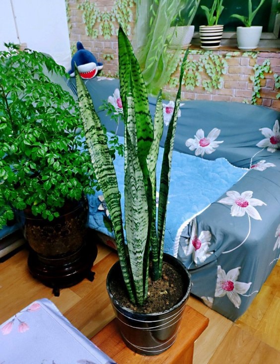 虎皮兰太高了容易倒怎么办,虎皮兰叶子长得太高了怎么办