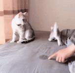 猫咪不用猫砂乱拉乱尿怎么办,猫咪尿味在家里怎么快速处理