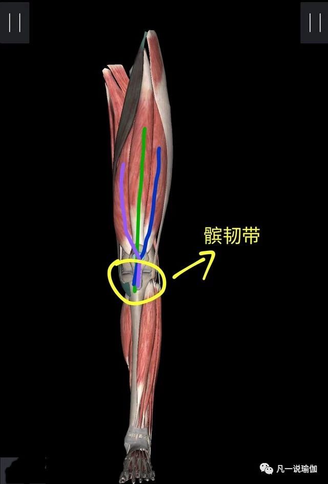 瑜伽膝盖后侧痛如何恢复,瑜伽竖叉膝盖窝疼怎么办