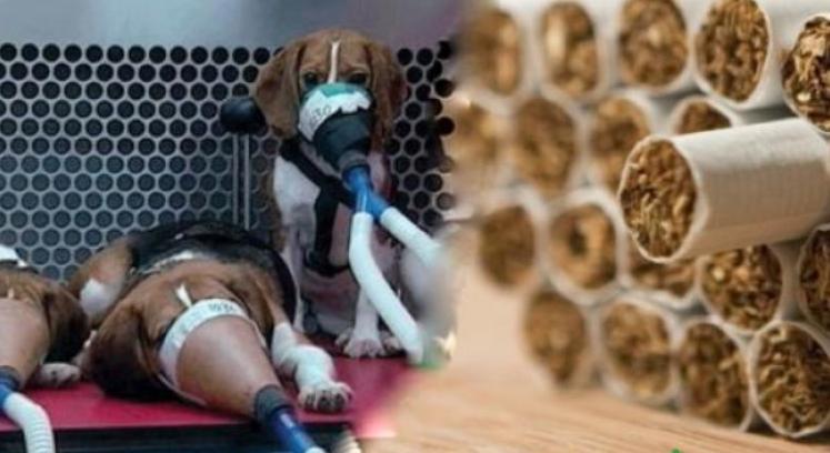 为证明吸烟无害，英国*草烟**公司连续3年，每天让狗狗吸食30支烟