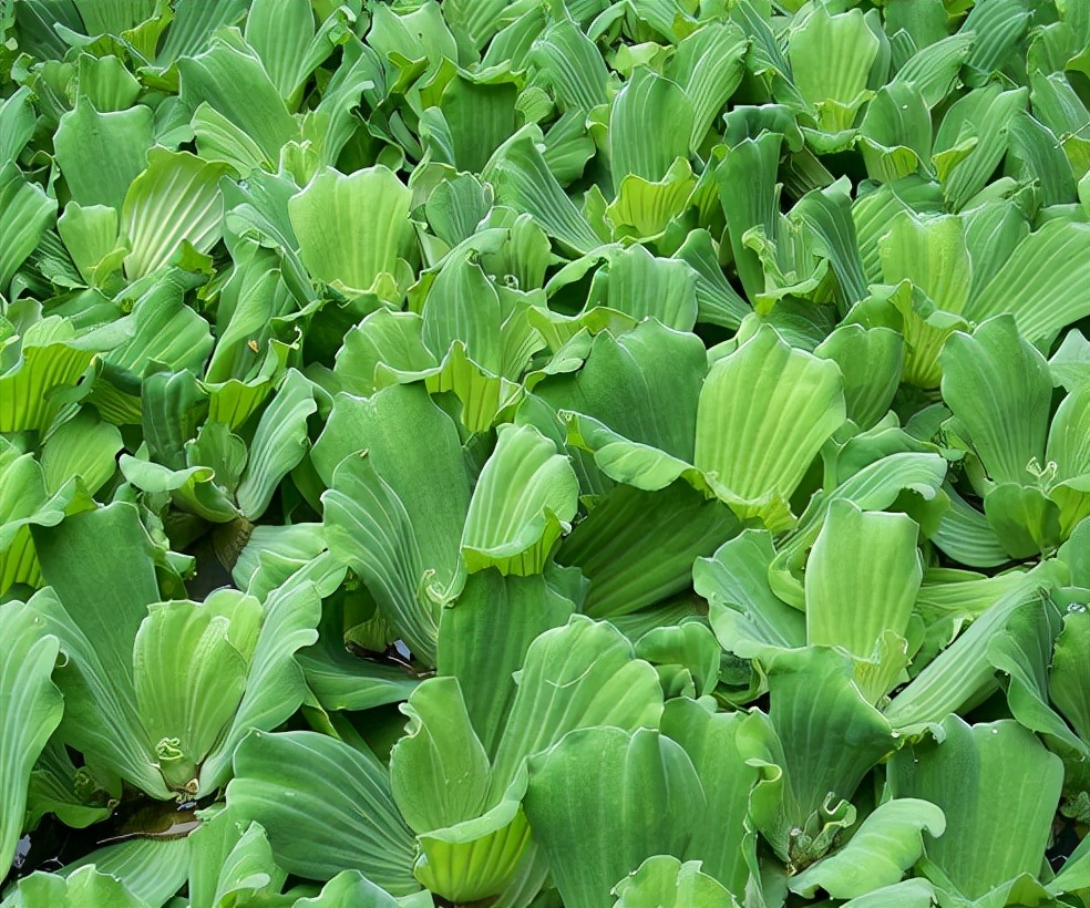 长在水中的“白菜”,因繁殖能力强被嫌弃,改名逆袭成盆栽新宠