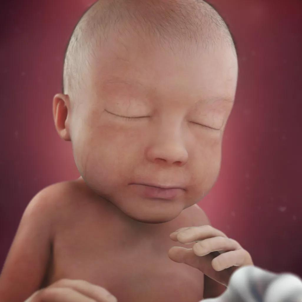 怀孕40周，胎宝宝每周长啥样？