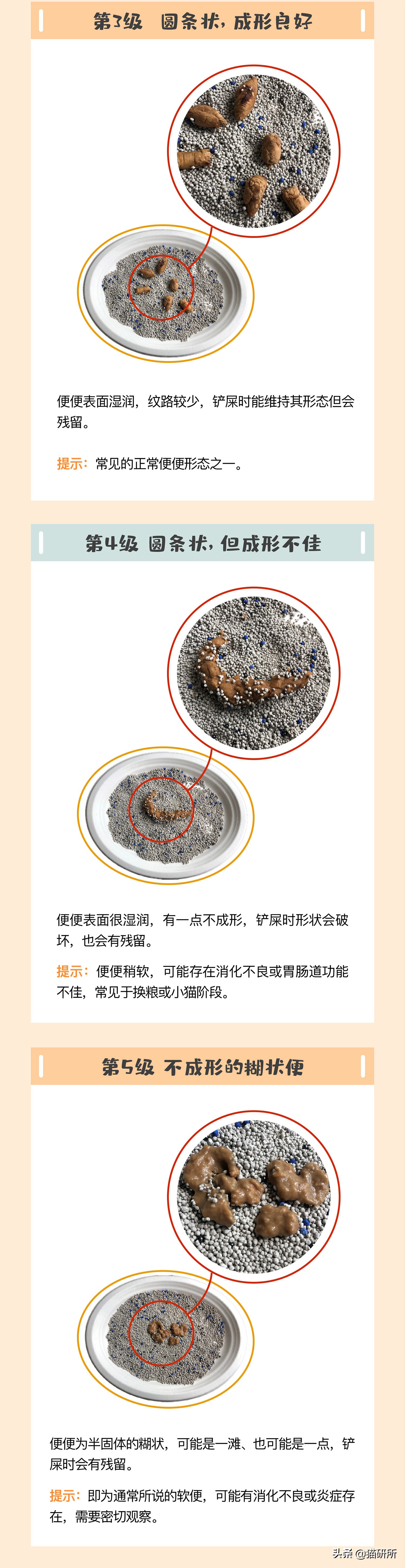 一张图了解猫咪的超能力,一张图看懂猫咪血气分析