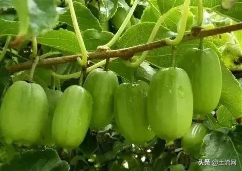 水果最新盈利模式,如何把低价水果销量上去并且赚钱