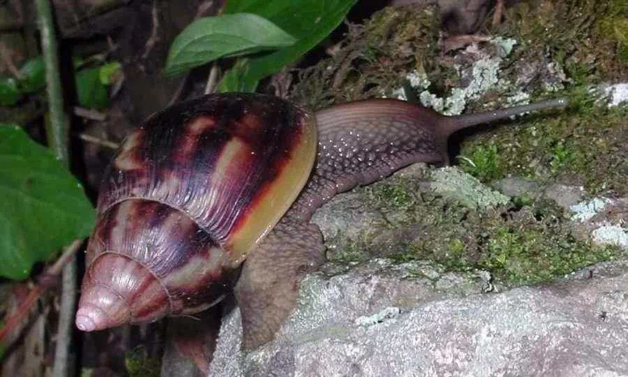连中国吃货都解决不了的入侵生物，这种非洲巨型蜗牛如何入侵全球