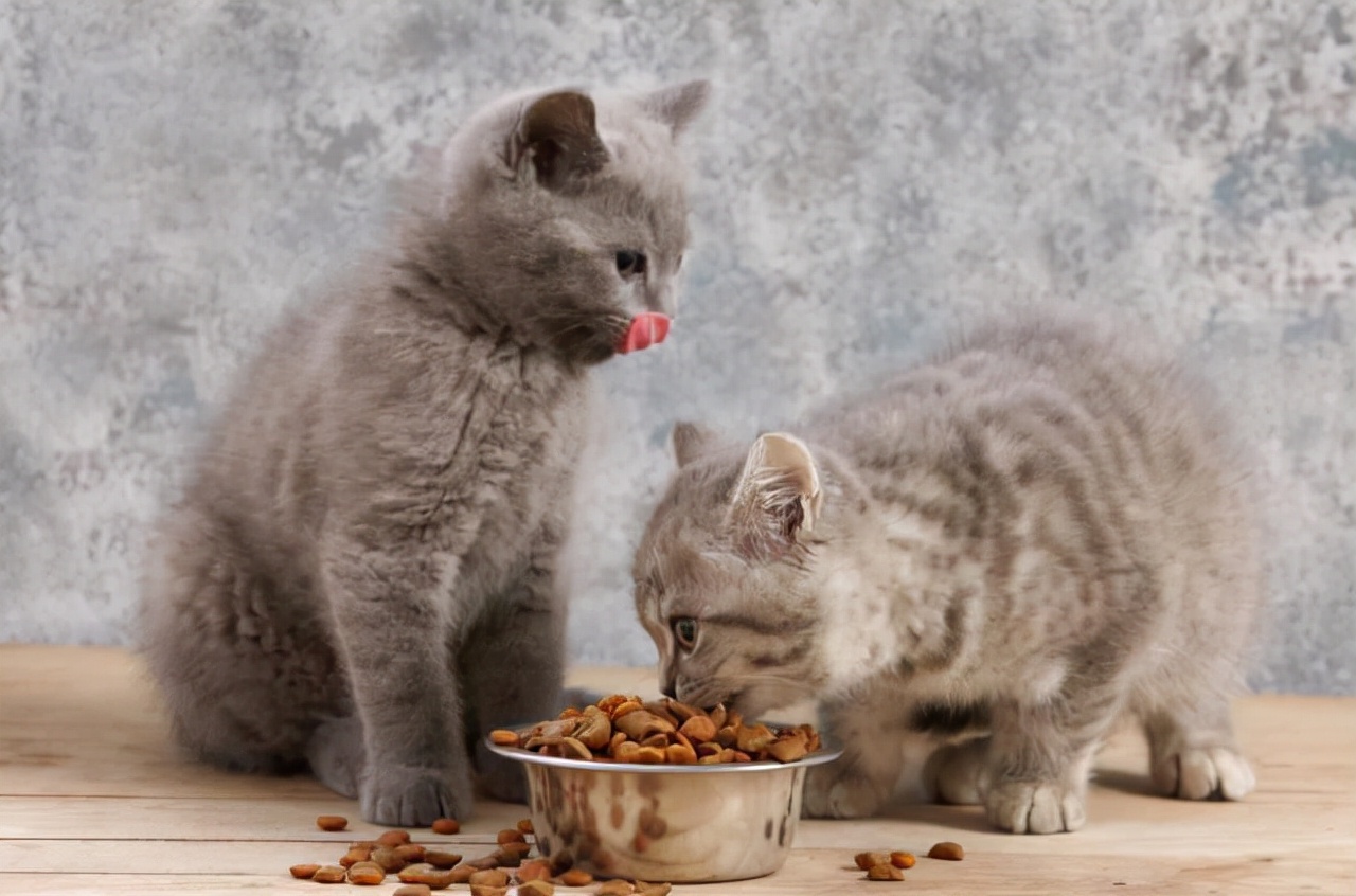 央视评测十大放心猫粮红黑榜,2022猫粮测评红黑榜排行榜