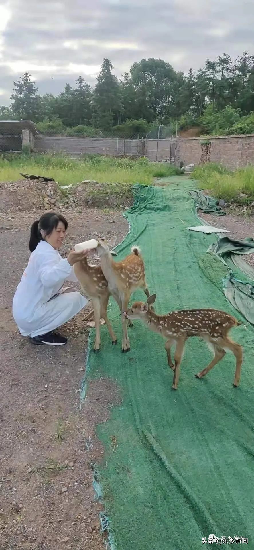 江西抚州有养殖梅花鹿的吗,东乡养鹿