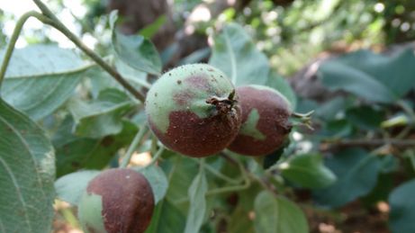 怎样防治苹果疫腐病？防治方法有哪些？用什么药效果好？