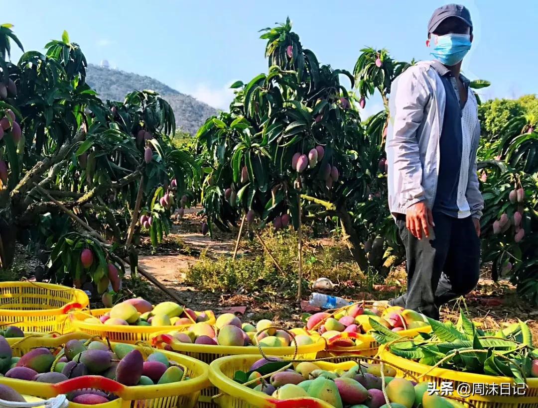 爆甜贵妃芒海南三亚,少吃点饭给榴莲留点空间