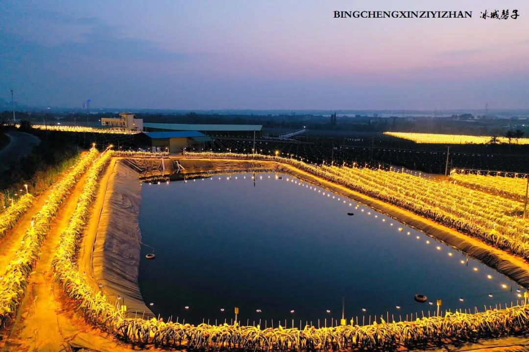 附近的火龙果采摘园海南,海南火龙果采摘