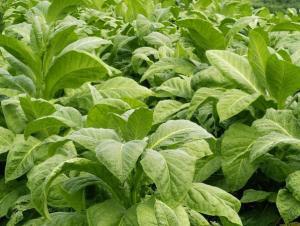 农村创业适合做些什么项目,农村的创业的点子