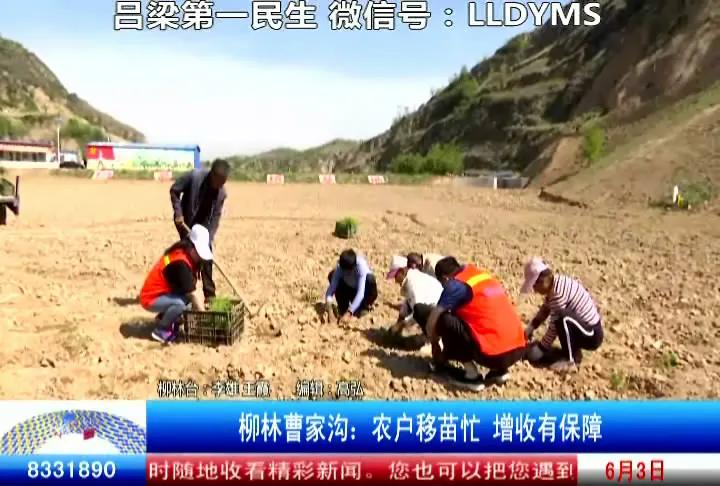 柳林县农业种植,柳林农业