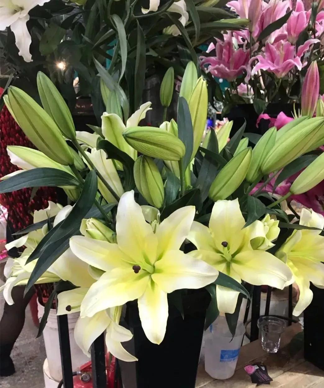 小编整理！丰台四大花市逛买攻略！春节就要这喜庆劲儿