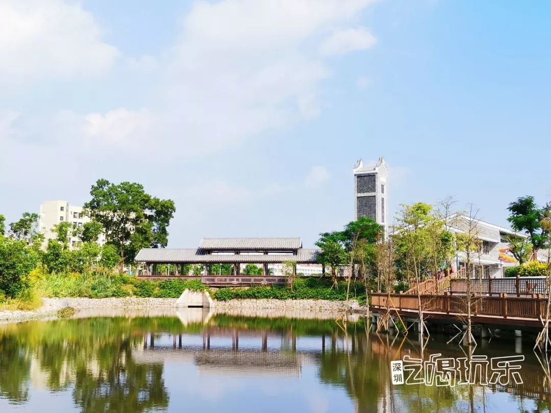 深圳最美簕杜鹃谷公园花海,宝安区花海赏花景点