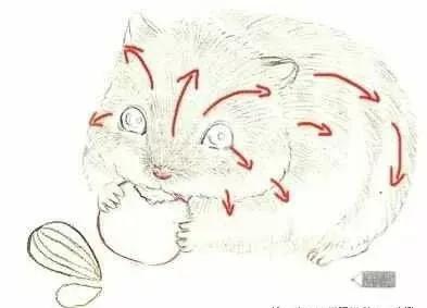 彩铅三只仓鼠图片,小仓鼠彩铅教程